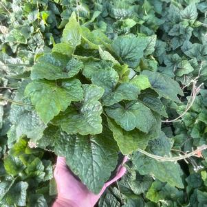 Tiarella cordifolia Brandywine