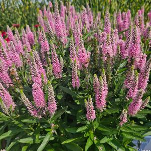 Veronica Balskywink